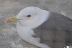 Larus cachinnans
