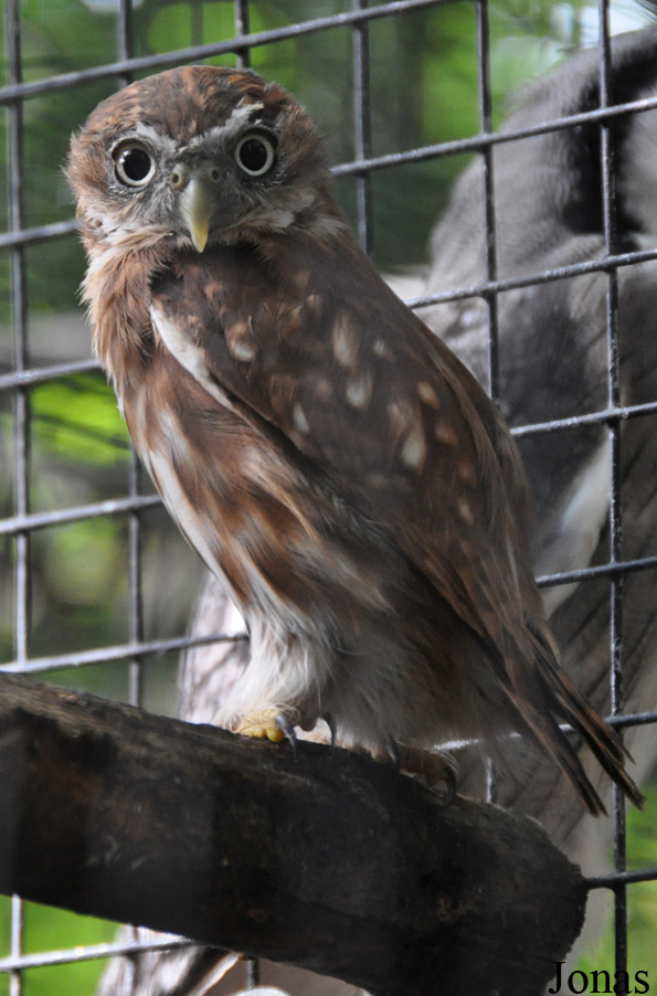 Uilen- en Dierenpark De Paay