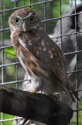 Uilen- en Dierenpark De Paay