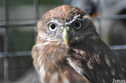 Uilen- en Dierenpark De Paay