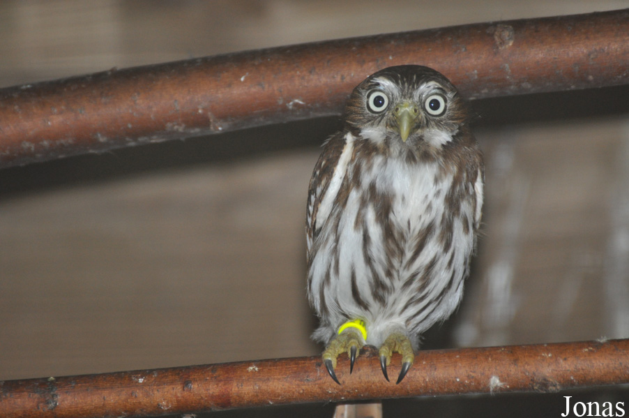 Uilen- en Dierenpark De Paay