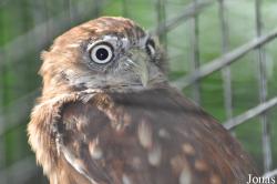 Uilen- en Dierenpark De Paay