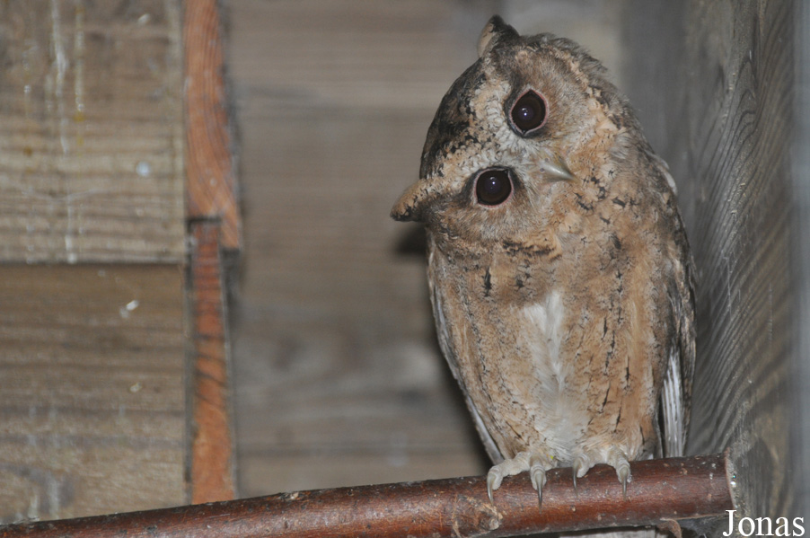 Uilen- en Dierenpark De Paay
