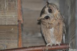 Uilen- en Dierenpark De Paay