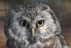 Uilen- en Dierenpark De Paay