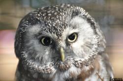 Uilen- en Dierenpark De Paay