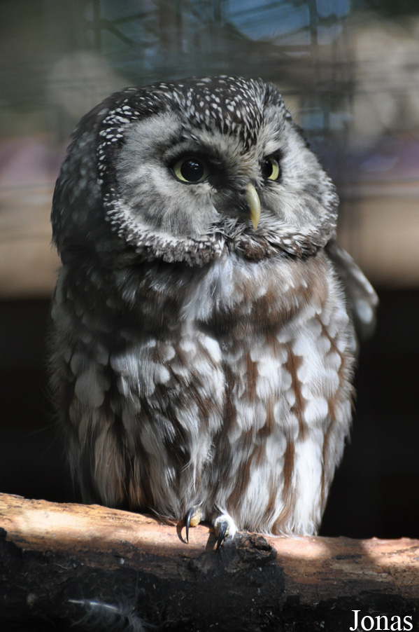 Uilen- en Dierenpark De Paay