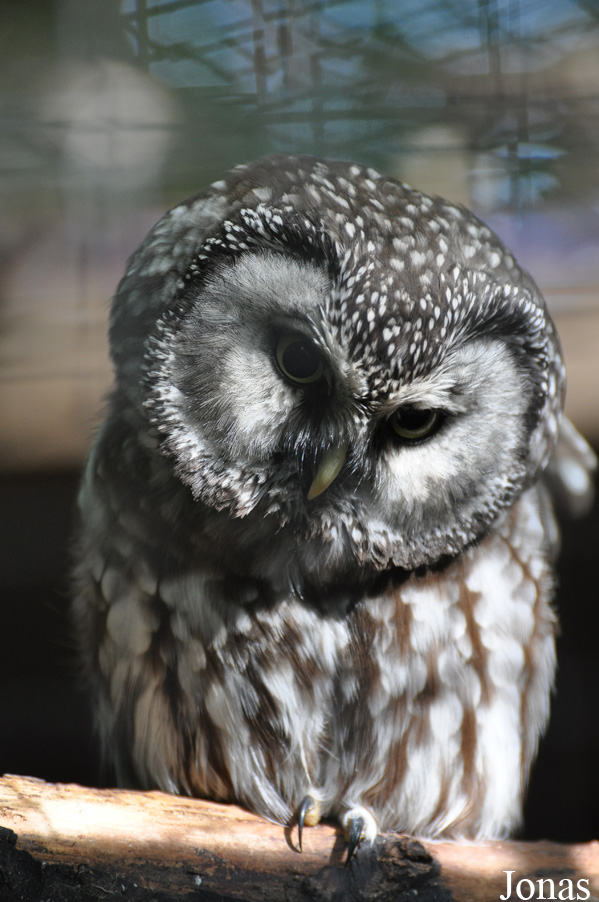 Uilen- en Dierenpark De Paay