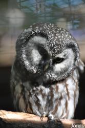 Uilen- en Dierenpark De Paay