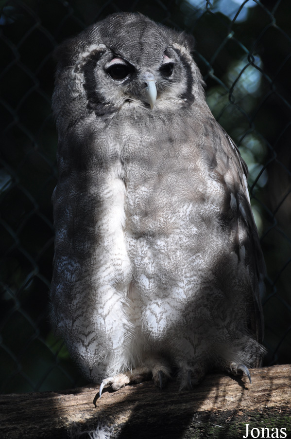 Uilen- en Dierenpark De Paay