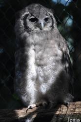 Uilen- en Dierenpark De Paay