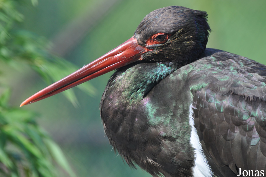 Uilen- en Dierenpark De Paay