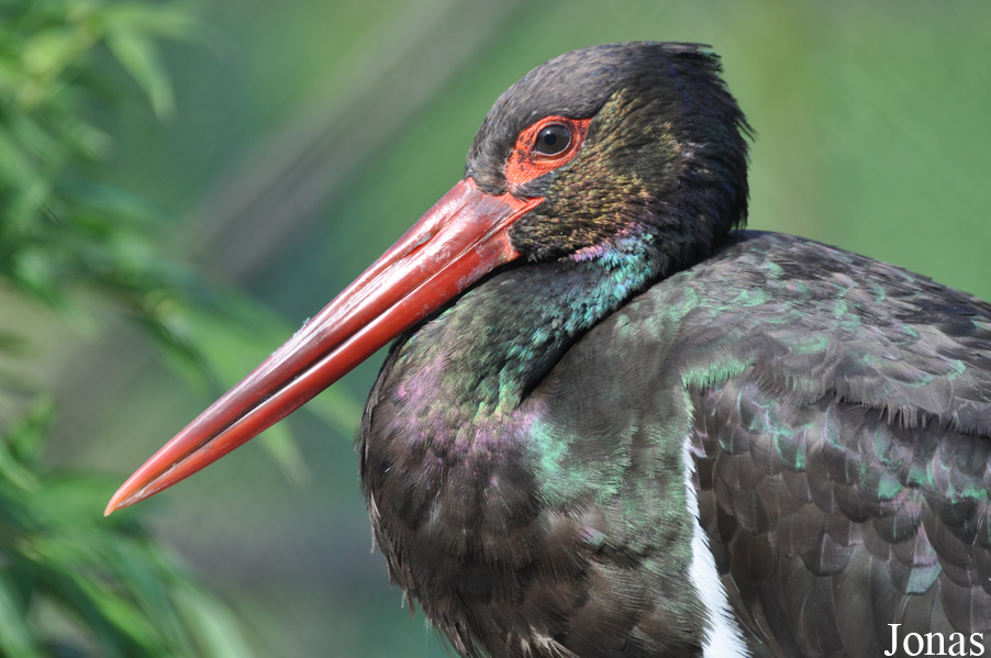 Uilen- en Dierenpark De Paay