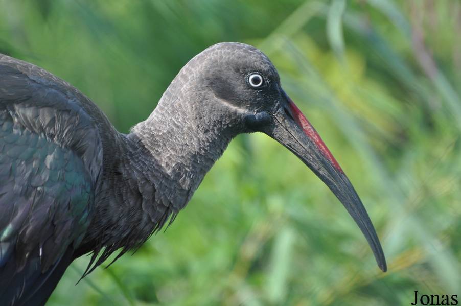 Uilen- en Dierenpark De Paay