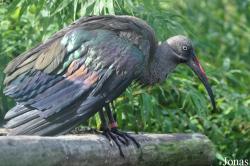 Uilen- en Dierenpark De Paay