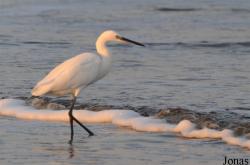 Egretta garzetta
