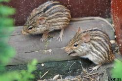 Uilen- en Dierenpark De Paay