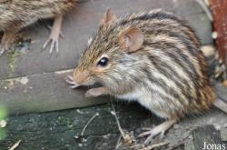 Uilen- en Dierenpark De Paay