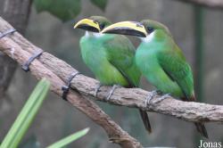 Aulacorhynchus prasinus