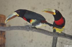 Pteroglossus azara