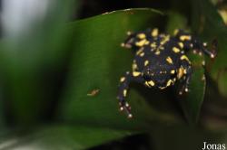 Melanophryniscus stelzneri