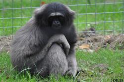 Wingham Wildlife Park