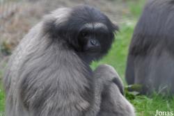 Wingham Wildlife Park