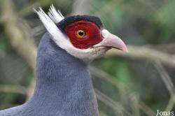 Crossoptilon auritum