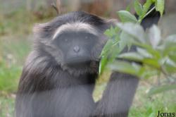 Wingham Wildlife Park