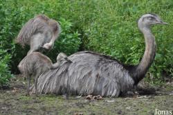 Wingham Wildlife Park