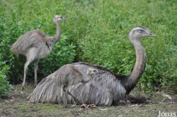 Wingham Wildlife Park