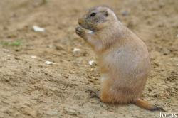 Wingham Wildlife Park