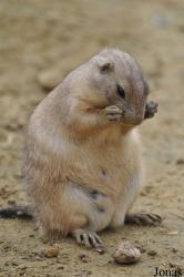 Wingham Wildlife Park
