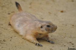 Wingham Wildlife Park