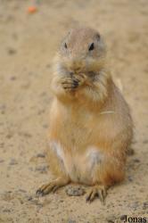 Wingham Wildlife Park