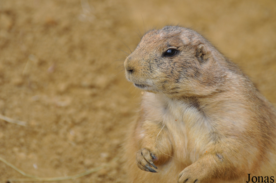Wingham Wildlife Park