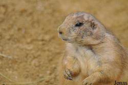 Wingham Wildlife Park