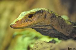 Varanus olivaceus