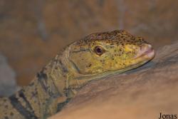 Wingham Wildlife Park