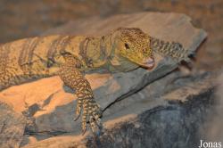 Wingham Wildlife Park
