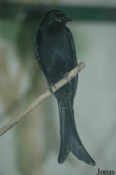 Dicrurus macrocercus