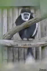 Howletts Wild Animal Park