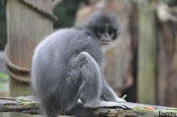 Howletts Wild Animal Park