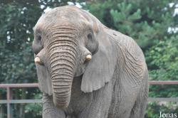 Howletts Wild Animal Park