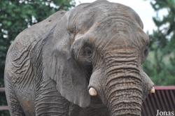 Howletts Wild Animal Park