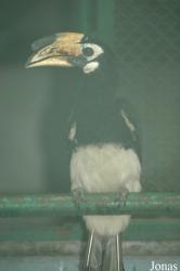 Anthracoceros coronatus