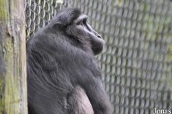 Howletts Wild Animal Park