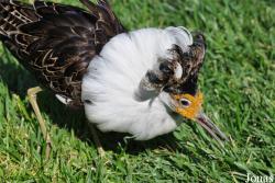Scolopacidae