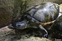 Pelusios castaneus