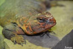 Uromastyx geyri